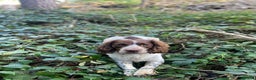 English Springer Spaniel dogs for stud: FOR STUD in Pontypridd - Advert 3