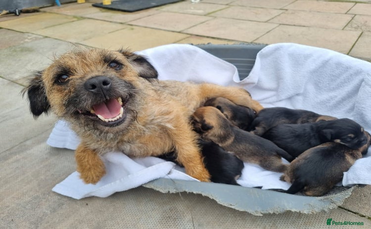 Border Terrier dogs - Advert 1