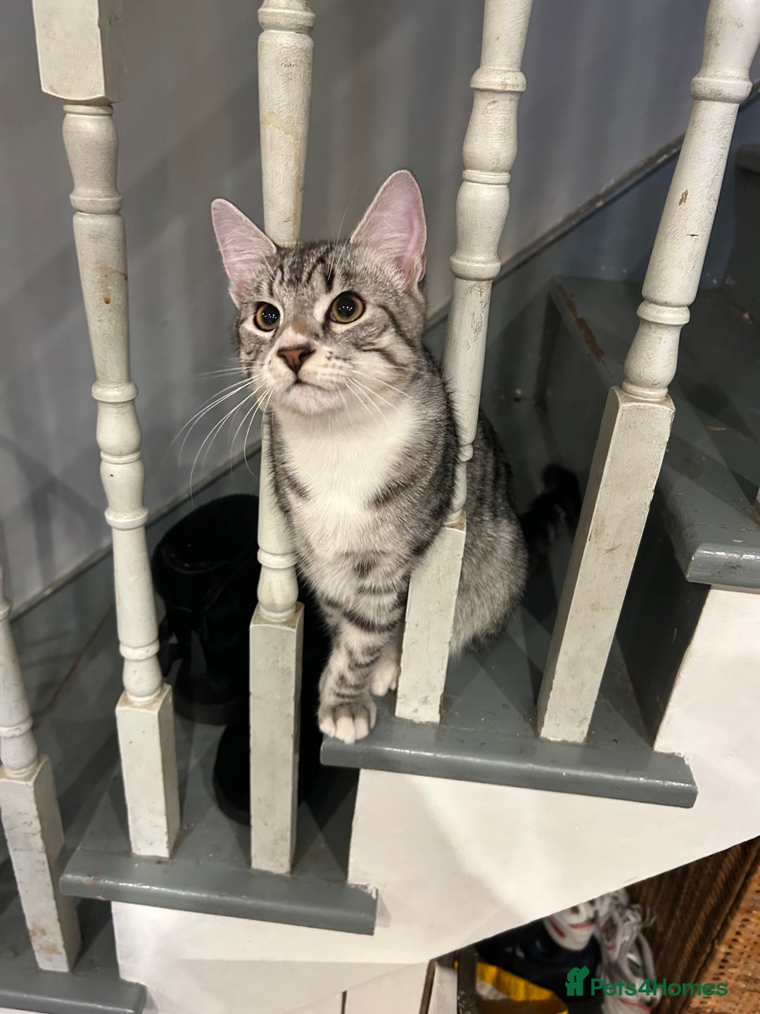 Bengal cats for sale: 5 month old male bengal - Advert 2