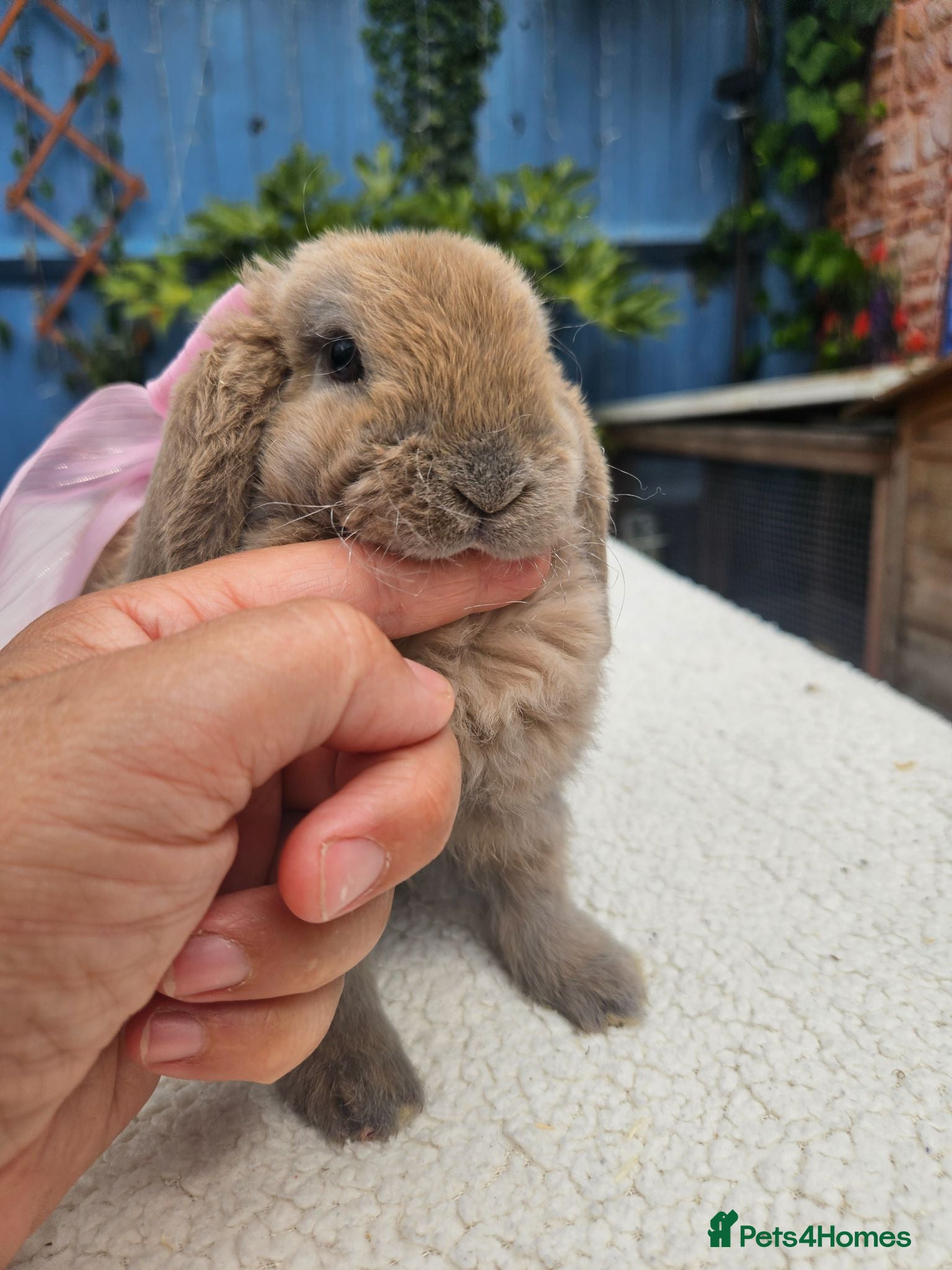 Mini Lop rabbits Purebred Mini Plush Lops- Suffolk - Advert 2