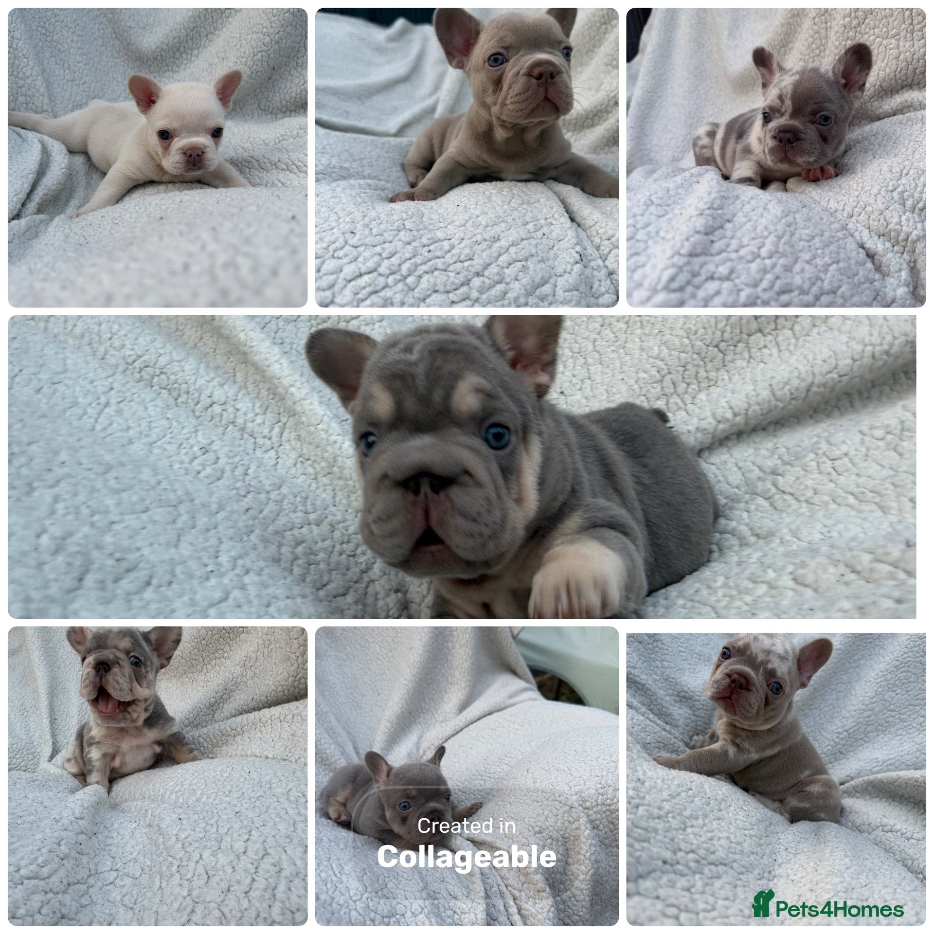 French Bulldog dogs 5 weeks old french bulldog puppies for sale - Advert 1
