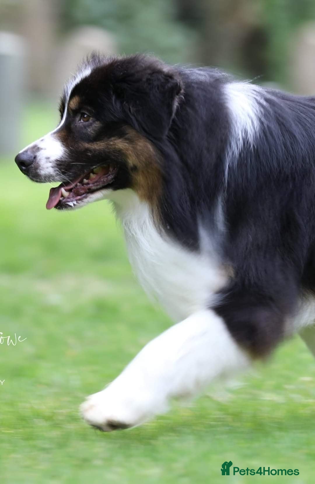 Australian Shepherd dogs for stud: SaveTheTears For Another Day with Aussiame implta  - Advert 2