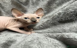 Sphynx cats for sale: TICA Reg Sphynx Kittens, Extensive Genetic Testing - Image 4