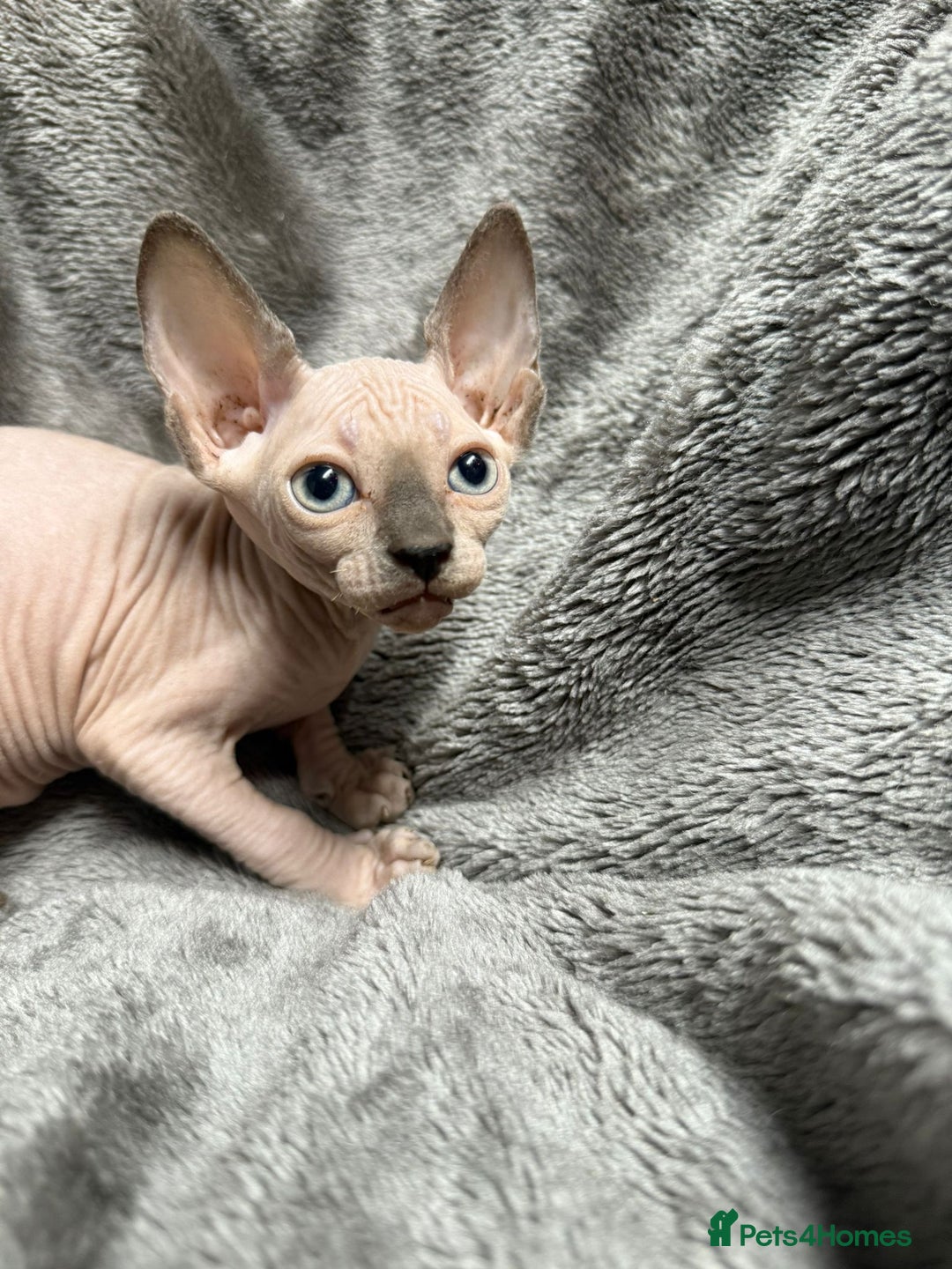Sphynx cats for sale: TICA Reg Sphynx Kittens, Extensive Genetic Testing - Image 4