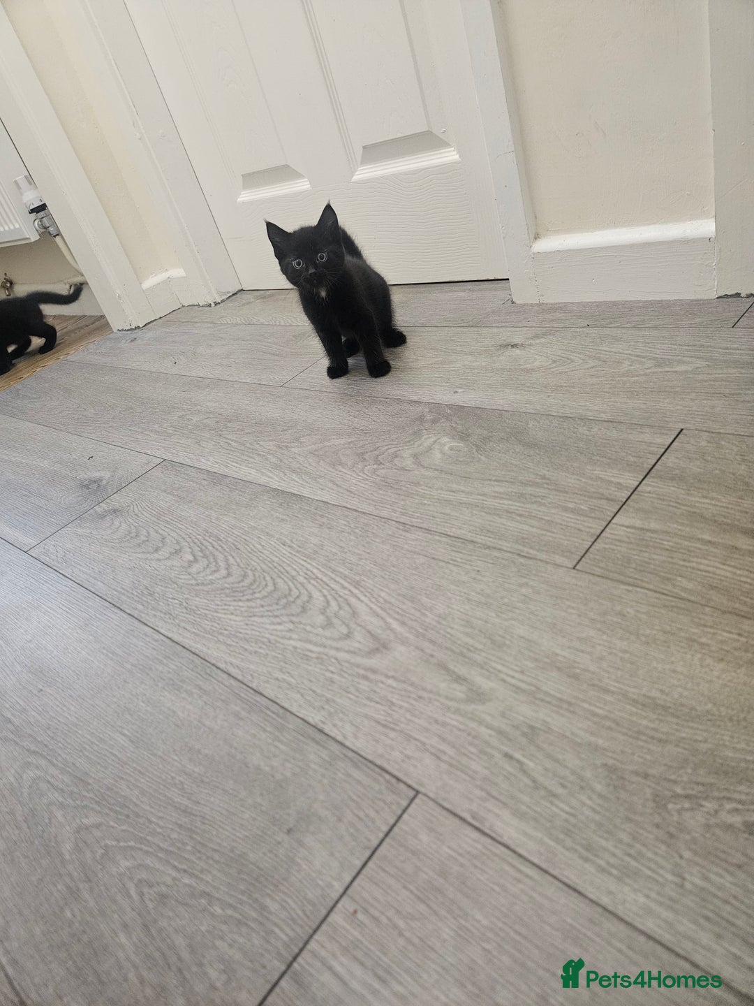 Mixed Breed cats for sale: Kittens  - Image 11