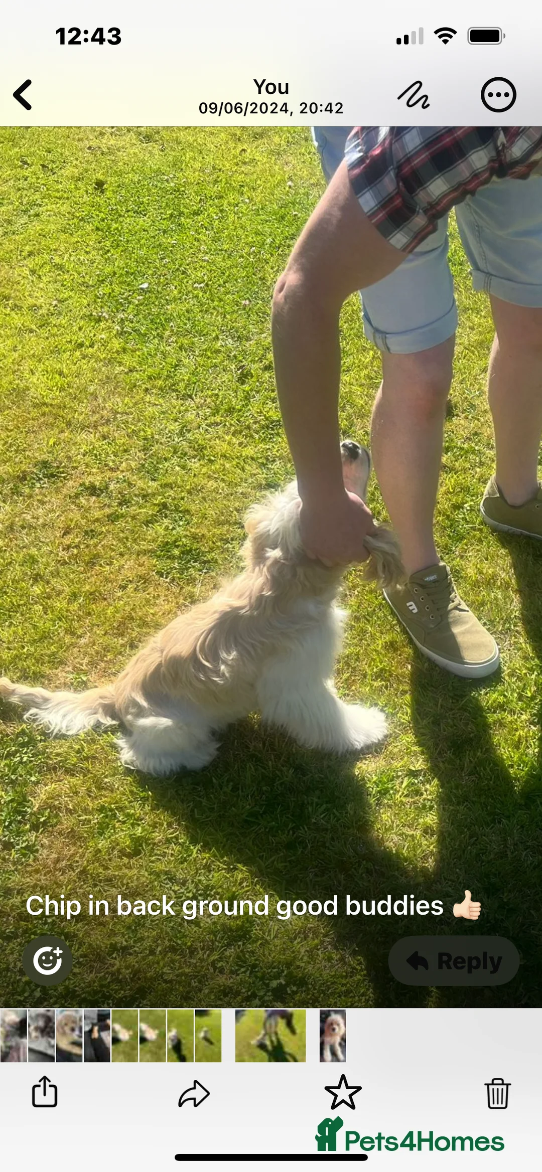 Cockapoo dogs for sale: American cockerpoo male 2 years old . - Advert 5