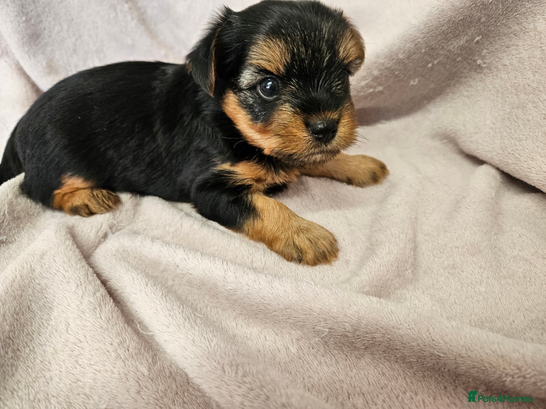 Yorkshire Terrier dogs for sale: ❤️ DNA Tested parents ❤️ Yorkie puppies  - Advert 25