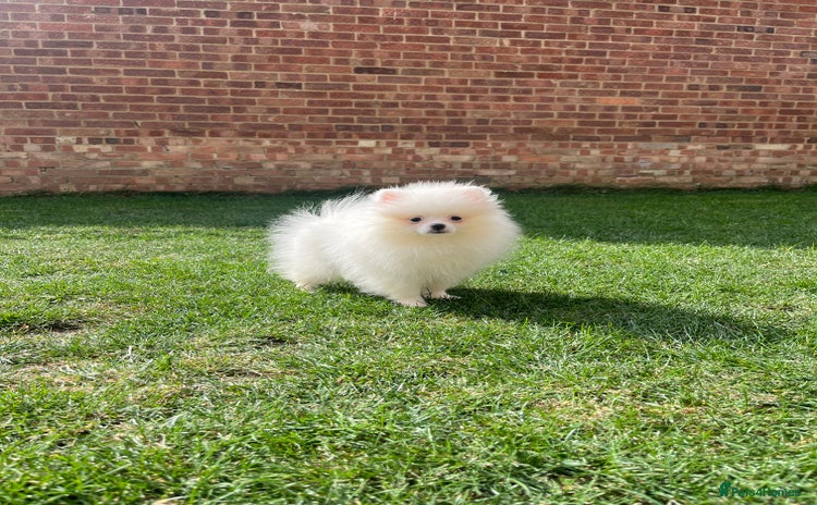 Pomeranian dogs - Advert 1