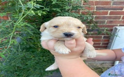 Labradoodle dogs for sale: Miniature F1 labradoodle  - Image 10