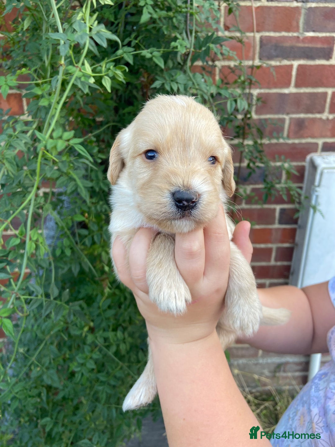 Labradoodle dogs for sale: Miniature F1 labradoodle  - Image 10