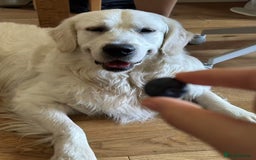 Golden Retriever dogs for stud: Looking for a Female Golden Retriever 🐾 - Image 12