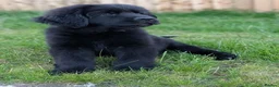 Newfoundland dogs for sale: 9 weeks old Newfoundland puppy  - Advert 5