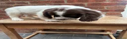 English Springer Spaniel dogs for sale: KC registered springer spaniels ready now. - Advert 5