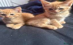 Ragdoll cats for sale: Ragdoll cross kittens - Image 1