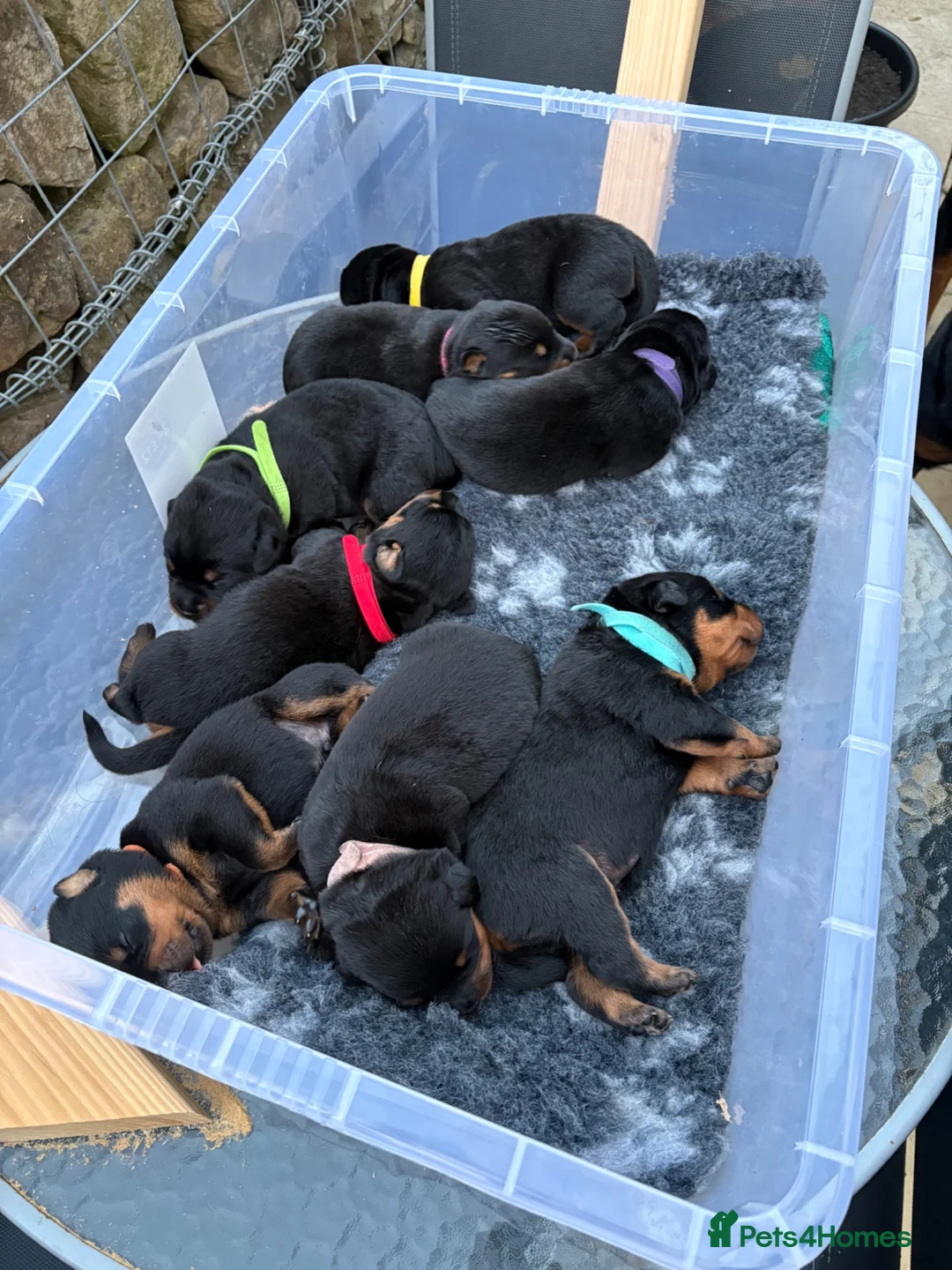 Rottweiler dogs for sale: Rottweiler Puppies  - Advert 2