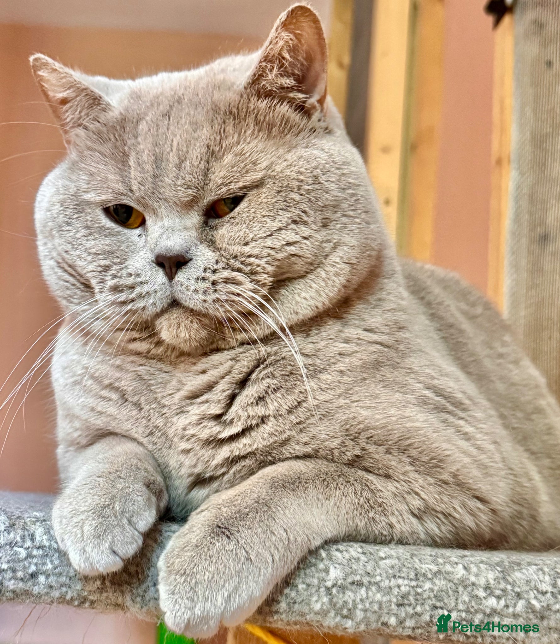 British Shorthair cats Stunning lilac boy for stud, active GCCF andTICA! - Advert 9