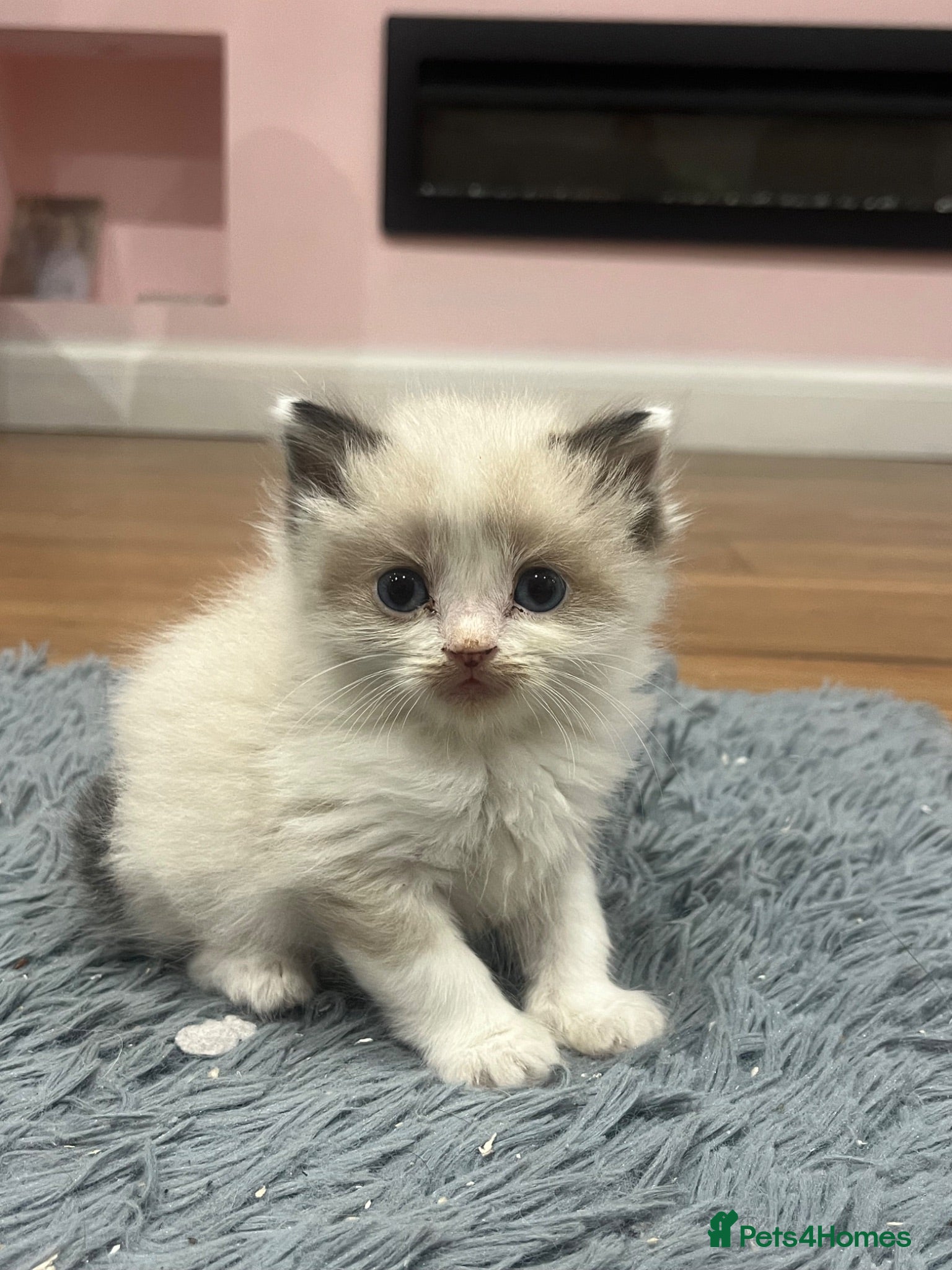 Mixed Breed cats Ragdoll cross Maine coon/exotic Persian  - Advert 20