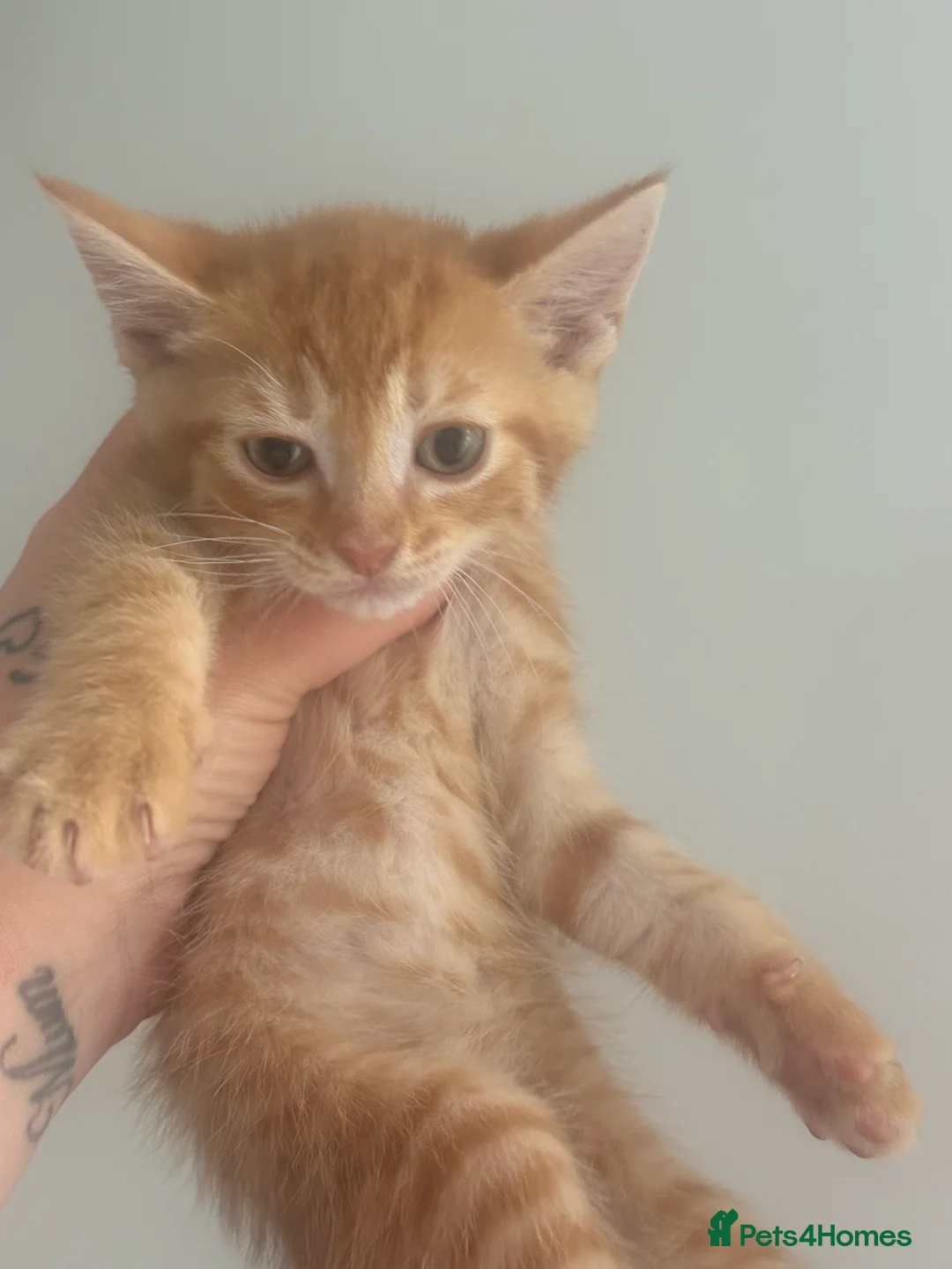 Mixed Breed cats for sale: Three males three females kittens - Advert 7