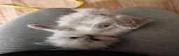 Ragdoll cats for sale: ​Beautiful Ragdoll Kittens  Boys & Girls Available - Advert 13