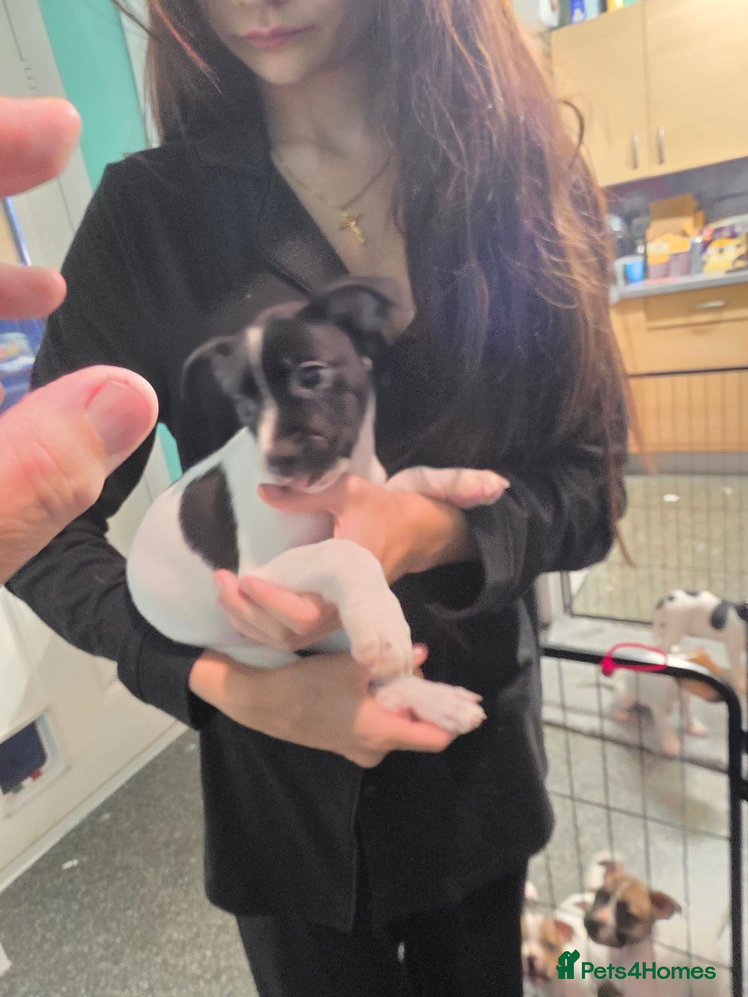 Mixed Breed dogs French bull dogs cross jack Russell  - Advert 18