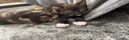 Mixed Breed cats for sale: Gorgeous mixed kittens - Advert 11