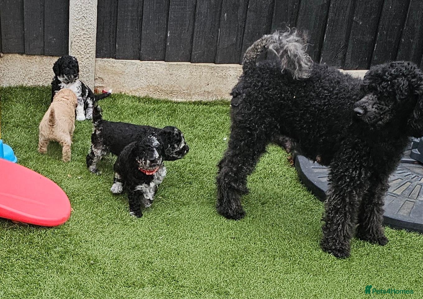 Miniature Poodle dogs for sale: 6 weeks old F1b Moyen Poodle  - Advert 2