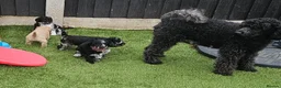 Miniature Poodle dogs for sale: 6 weeks old F1b Moyen Poodle  - Advert 2