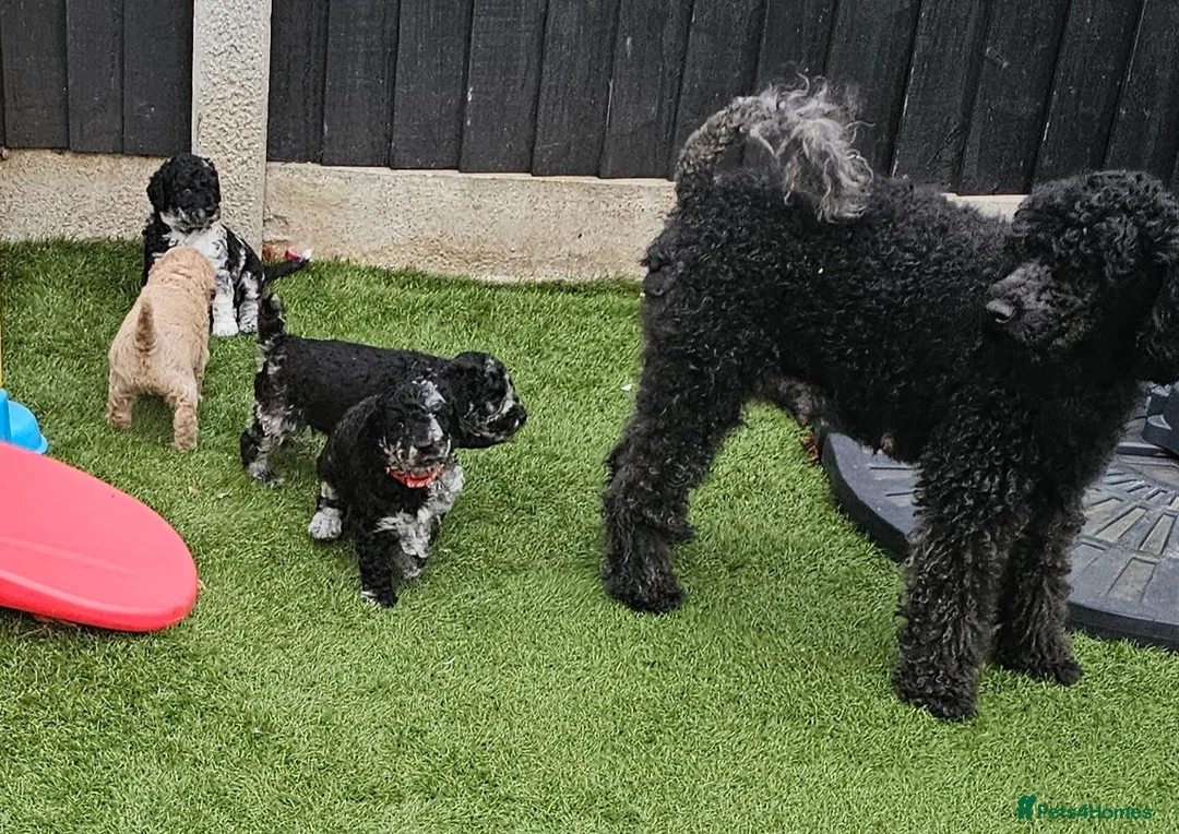 Miniature Poodle dogs for sale: 6 weeks old F1b Moyen Poodle  - Advert 2