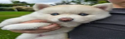 Pomsky dogs for sale: ​3 Stunning Blue-Eyed Pomsky Princesses in Addlestone - Advert 22