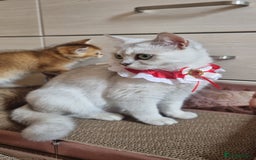British Shorthair cats for sale: British shorthair  - Image 5
