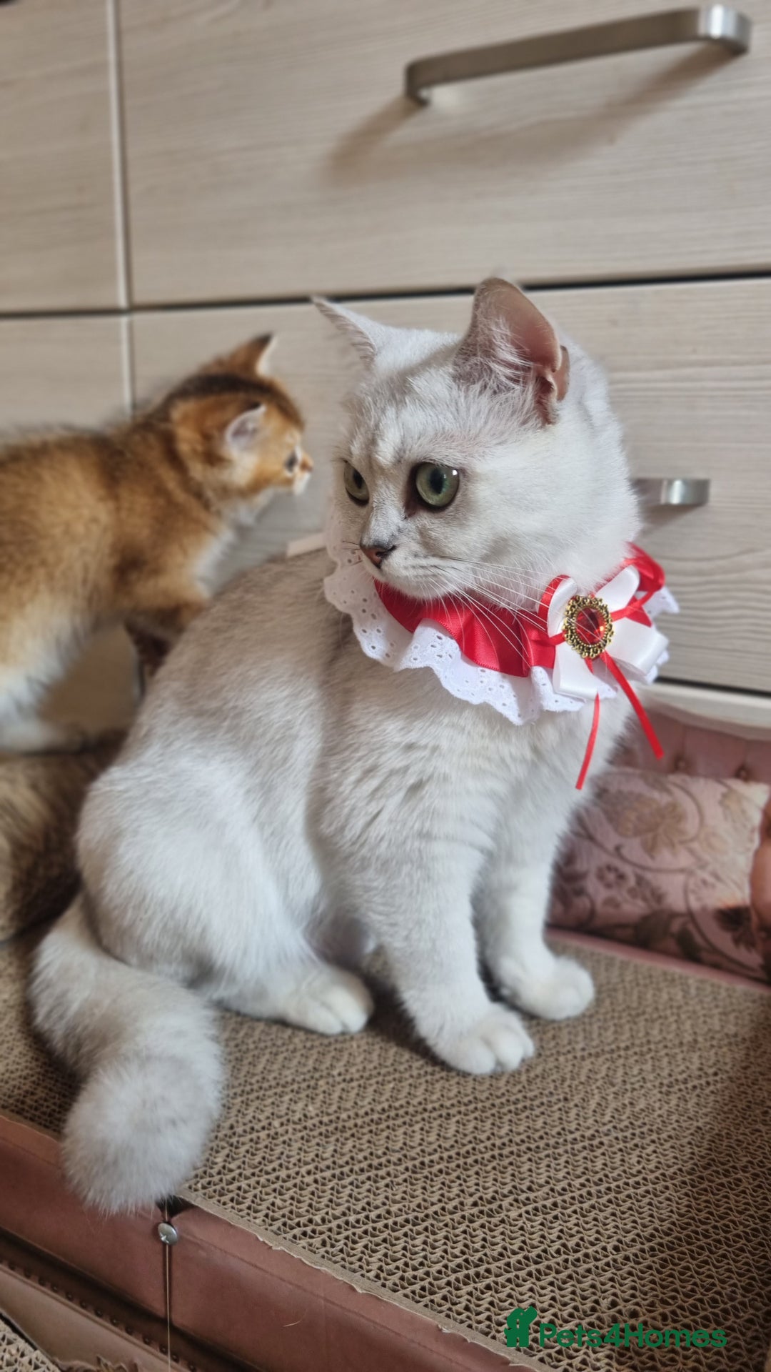 British Shorthair cats for sale: British shorthair  - Image 5