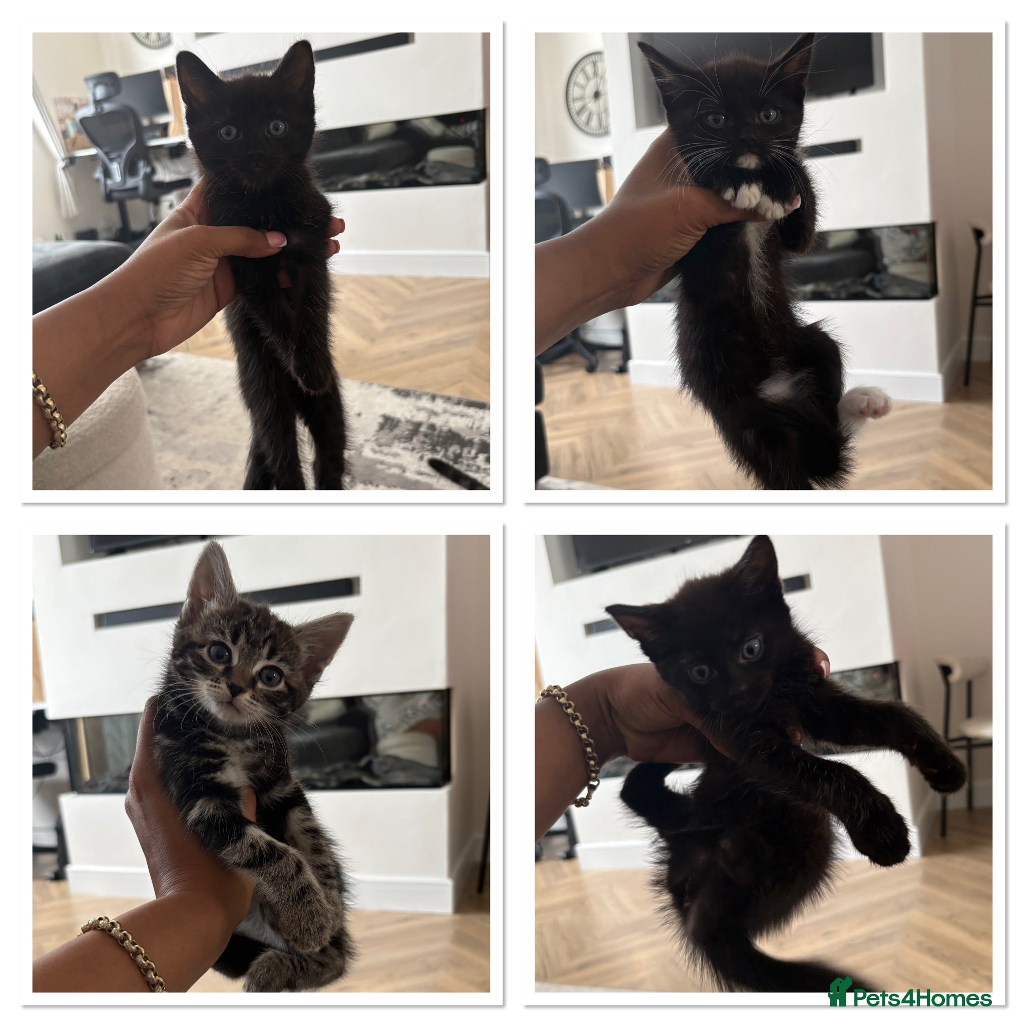 Mixed Breed cats 4 female kittens ready for their forever homes  - Advert 1