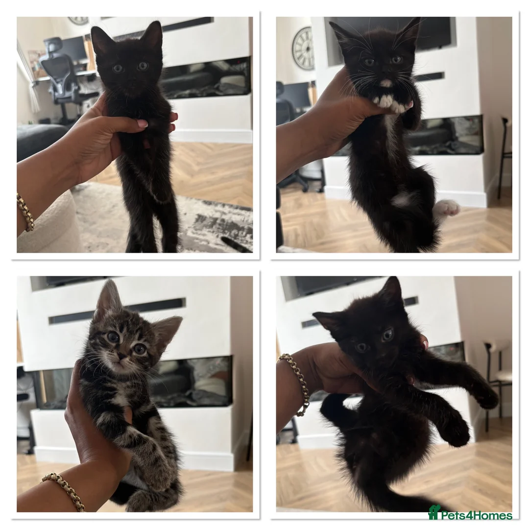 Mixed Breed cats for sale: 4 female kittens ready for their forever homes  - Advert 1