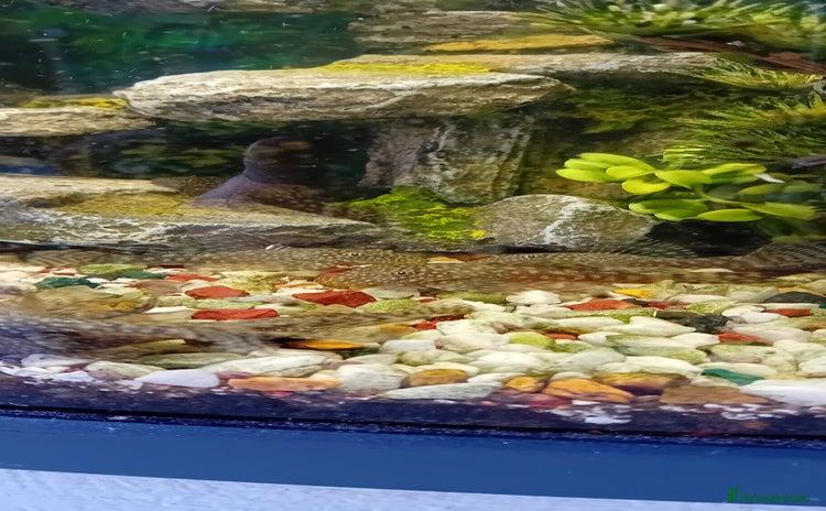 Plecos fish - Advert 2