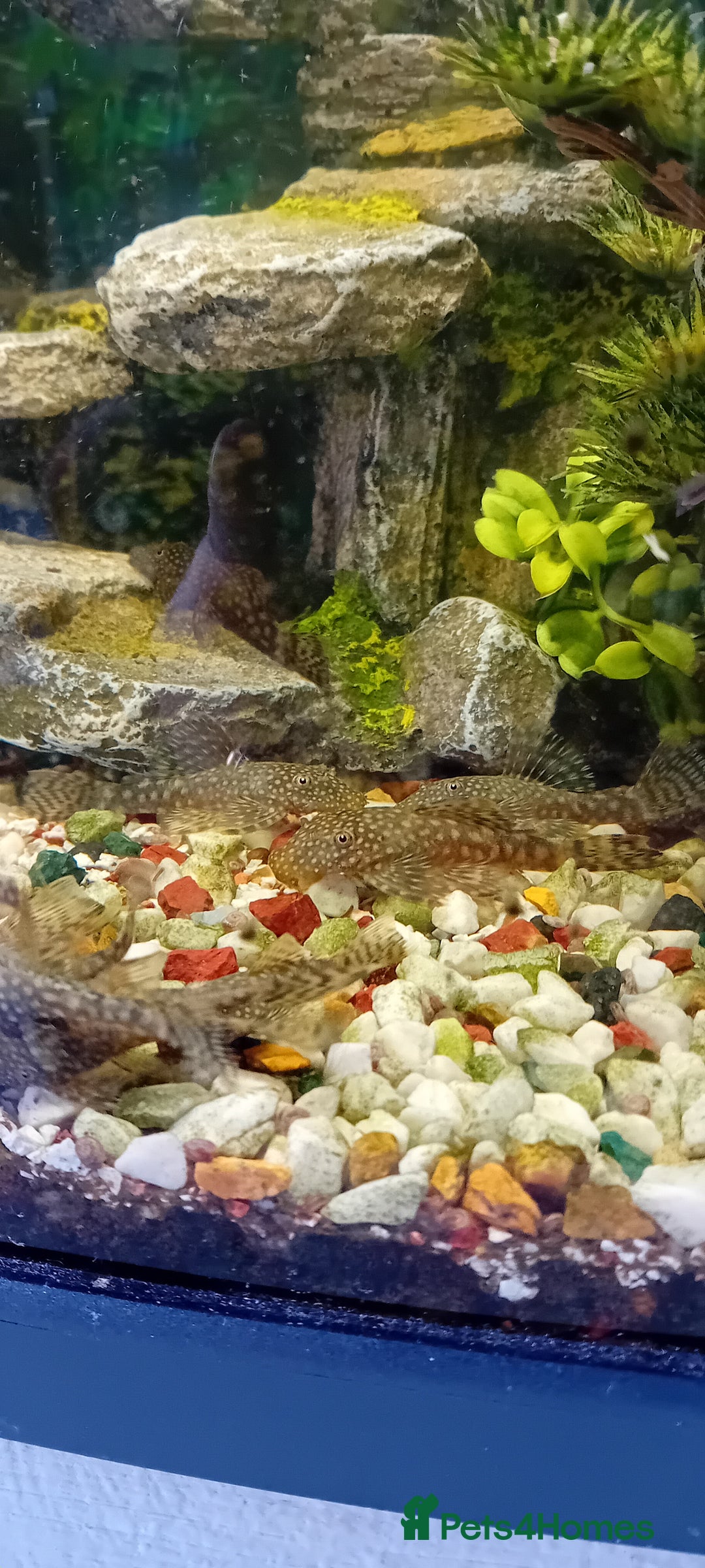 Plecos fish for sale: Bristle nose plecs  - Image 1