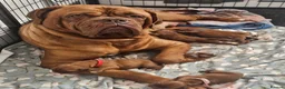 Dogue De Bordeaux dogs for sale: 🐾 4 Beautiful Dogue De Bordeaux Puppies 🐾 in Crewe - Advert 8