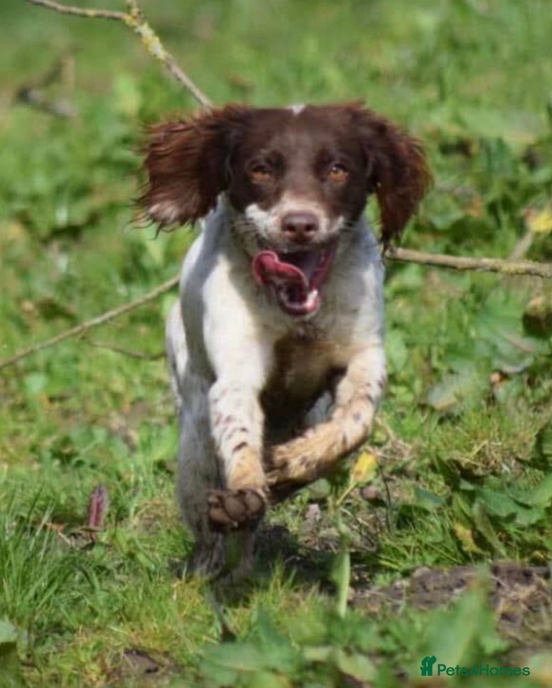 Sprocker dogs for sale: Beautiful sprocker puppies - Advert 24