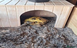 Tortoise reptiles for sale: 10 Year Old Horsefield Tortoise Girl Need New Home - Image 1