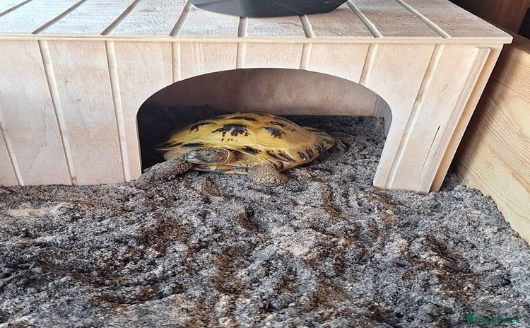 Tortoise reptiles - Advert 5