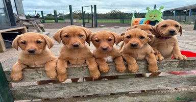 Labrador Retriever dogs - Advert 2