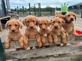 Labrador Retriever dogs - Advert 16