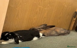 Mixed Breed rabbits for sale: Bonded pair of Rabbits - Free to a good home - Image 2