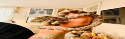 Corn Snake reptiles for sale: Female corn snake - Advert 4