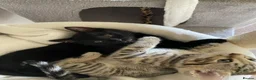 Bengal cats for sale: Bengal cross  - Advert 3