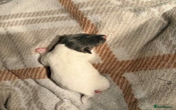 Jack Russell dogs for sale: White,blue,red tri jack Russell pups  - Advert 10