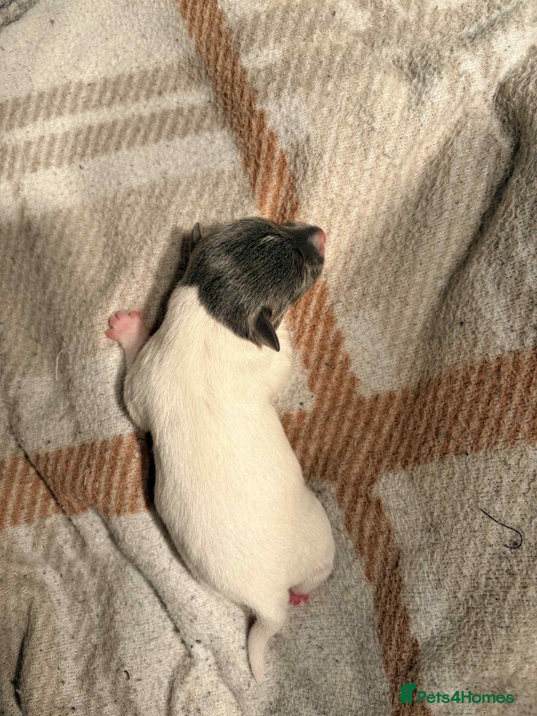 Jack Russell dogs for sale: White,blue,red tri jack Russell pups  - Advert 10