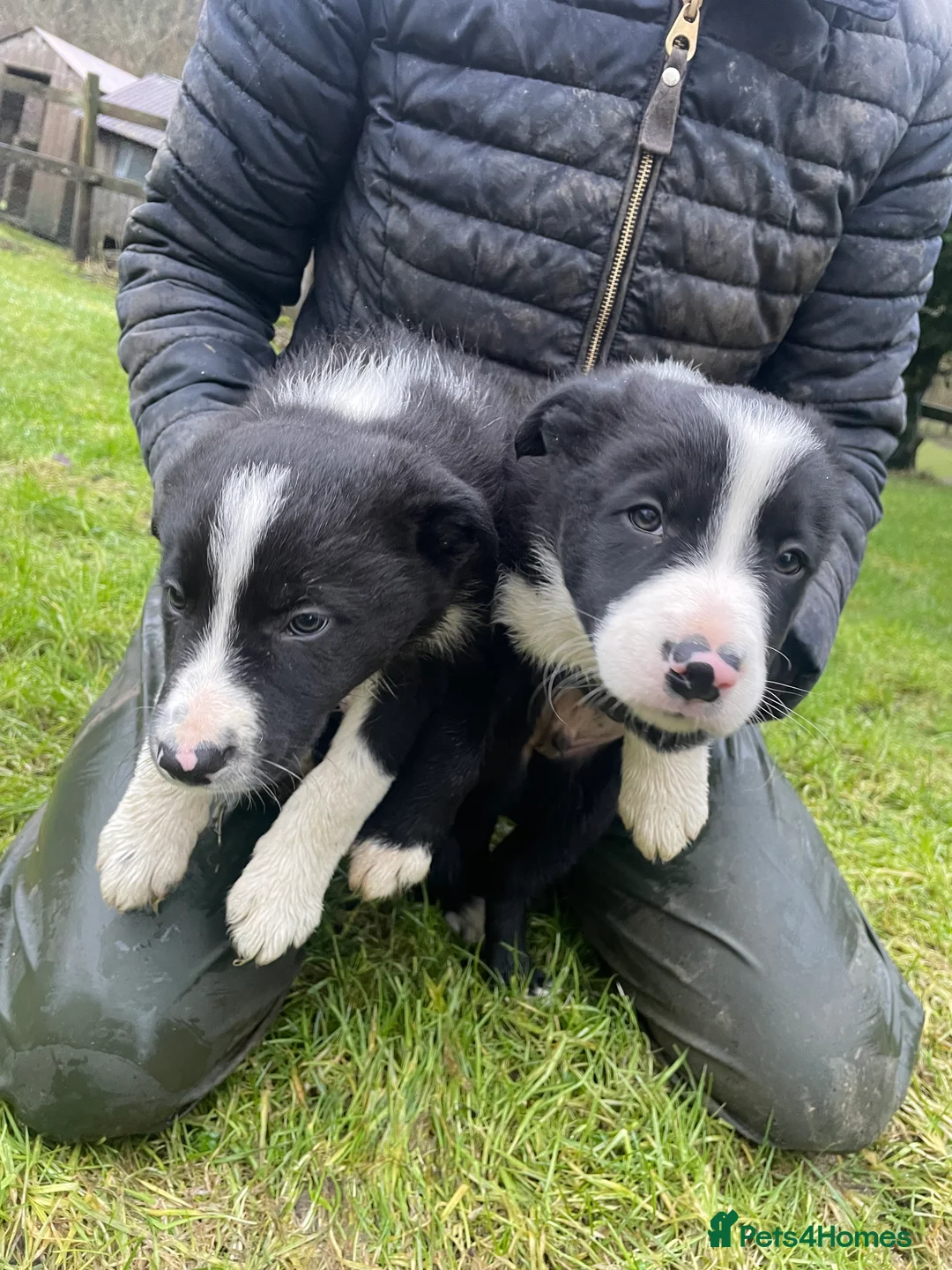 Border Collie dogs for sale: Border Collie Puppies  in Alston - Advert 6