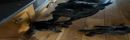 Cane Corso dogs for sale: Cane corso pups  - Advert 3