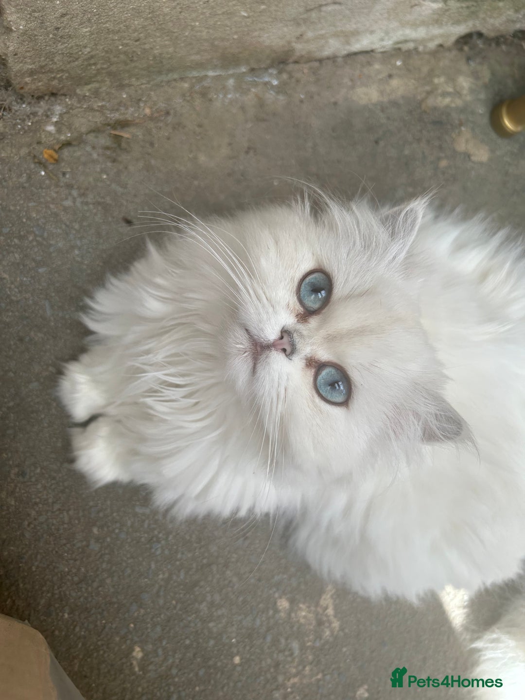 British Longhair cats for sale: 5 Beautiful blue eyed British Shorthair in London - Image 37