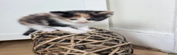 Mixed Breed cats for sale: 8 beautiful ragdoll/persian/domestic babies  - Advert 17